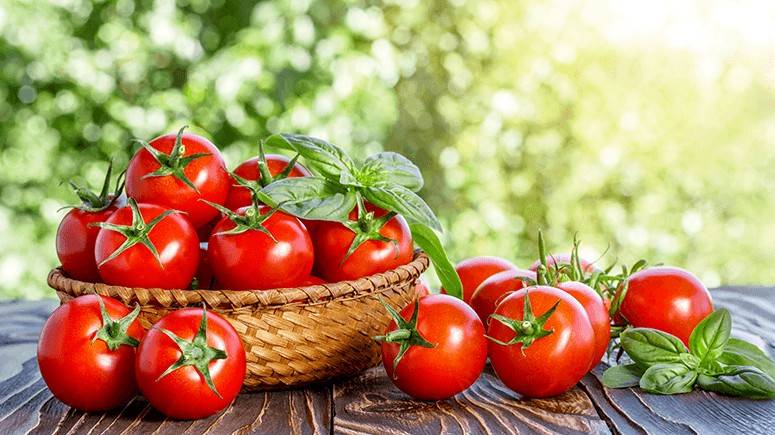 fresh tomatoes