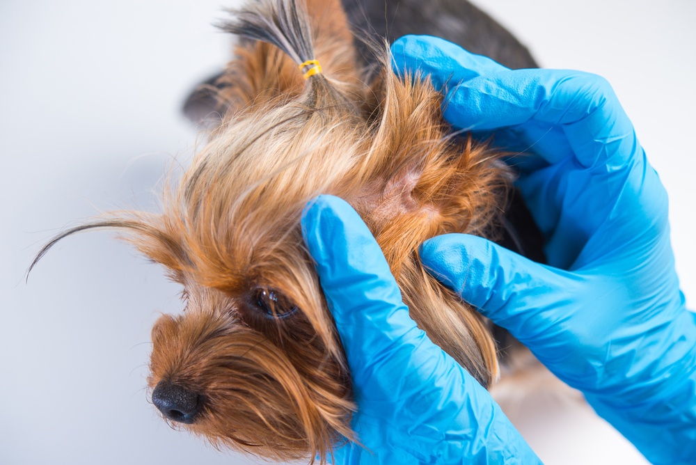 8 Most Common Diseases You Can Get from Your Pet 1